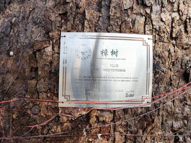 700年古树突然起火！灭火当晚又冒起白烟！疑因村民这个行为所致(图8)