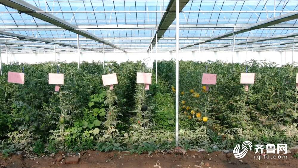 星空体育网站：聊城许营西瓜玩起“智慧农业”！氢水灌溉＋智能种植老品种长出新花样(图2)