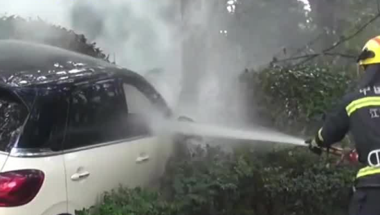 女子提车1周油门当刹车撞树起火(图1)