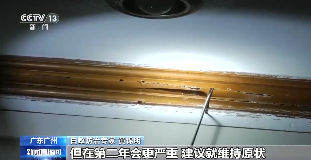 星空体育：白蚁分飞期提前20多天千万别乱喷药、乱拆家具(图4)