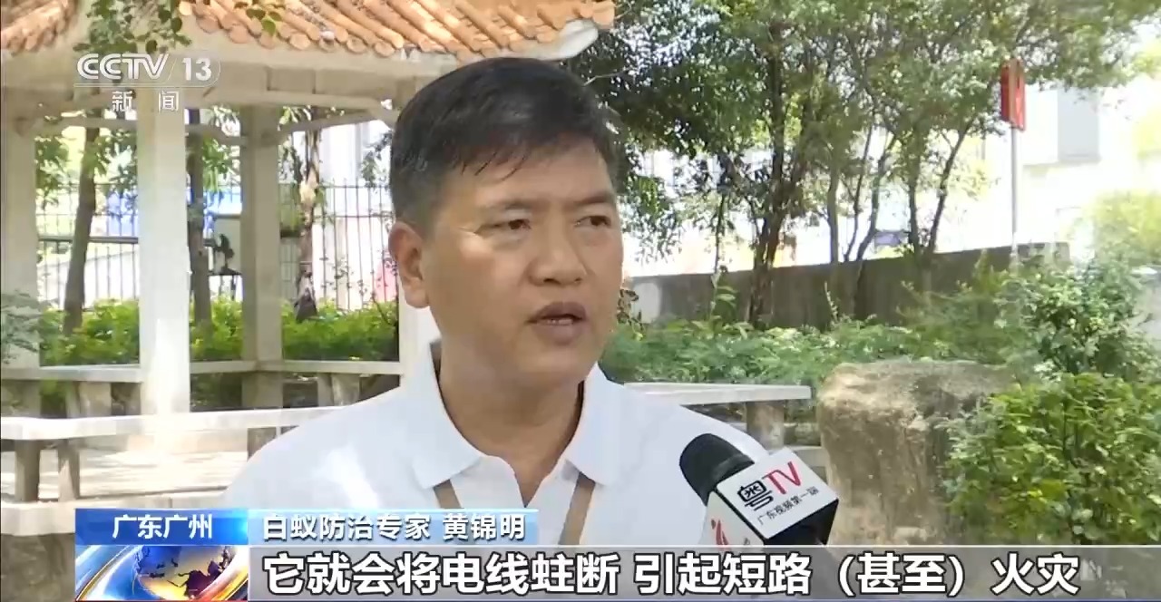 星空体育：白蚁分飞期提前20多天千万别乱喷药、乱拆家具(图2)