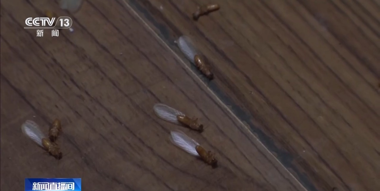 星空体育：白蚁分飞期提前20多天千万别乱喷药、乱拆家具(图3)